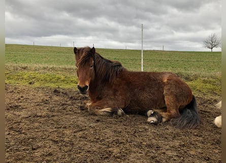 Islandpferd, Wallach, 11 Jahre, 139 cm, Brauner