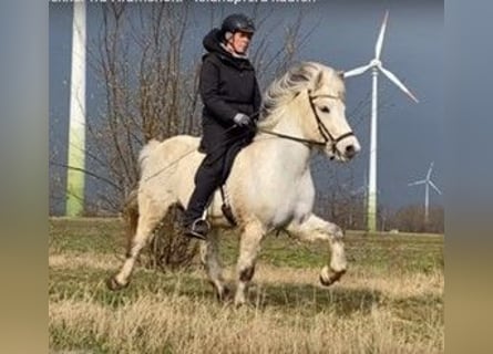 Islandpferd, Wallach, 11 Jahre, 140 cm, Schimmel