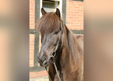 Islandpferd, Wallach, 11 Jahre, 145 cm, Rappe