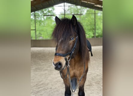 Islandpferd, Wallach, 12 Jahre, 135 cm, Brauner