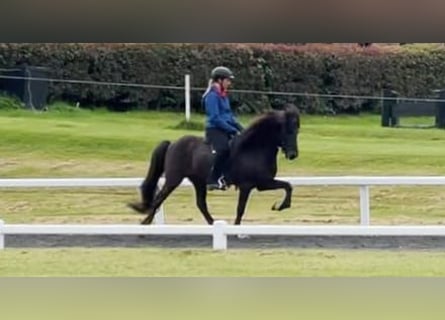 Islandpferd, Wallach, 12 Jahre, 140 cm, Rappe
