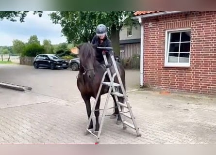 Islandpferd, Wallach, 12 Jahre, 148 cm, Rappe