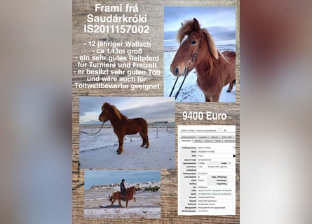 Islandpferd, Wallach, 12 Jahre