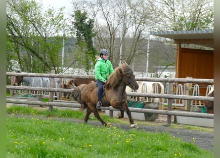 Islandpferd, Wallach, 13 Jahre, 135 cm
