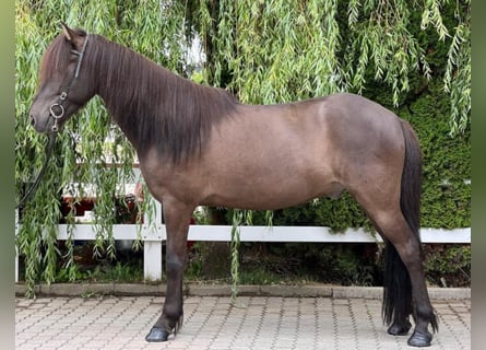 Islandpferd, Wallach, 13 Jahre, 137 cm, Rappe