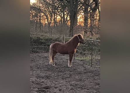 Islandpferd, Wallach, 13 Jahre, 143 cm, Fuchs