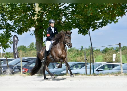 Islandpferd, Wallach, 13 Jahre, 150 cm, Rappe