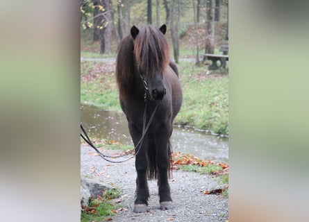 Islandpferd, Wallach, 14 Jahre, 137 cm, Rappe