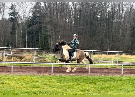 Islandpferd, Wallach, 15 Jahre, 140 cm, Schecke