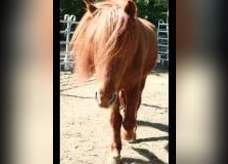 Islandpferd, Wallach, 16 Jahre, 135 cm, Fuchs