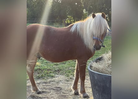 Islandpferd, Wallach, 17 Jahre, 137 cm, Fuchs