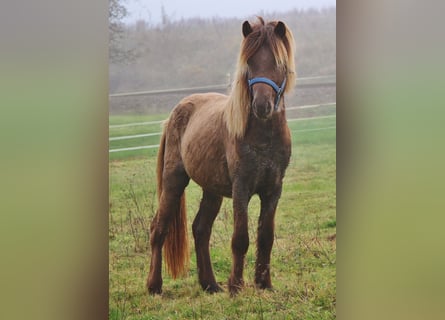 Islandpferd, Wallach, 3 Jahre, 137 cm, Palomino