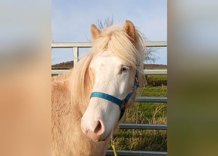 Islandpferd, Wallach, 3 Jahre, 139 cm, Palomino