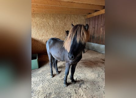 Islandpferd, Wallach, 3 Jahre, 140 cm, Rappe