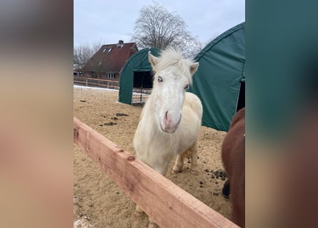 Islandpferd, Wallach, 3 Jahre, 140 cm, Schecke