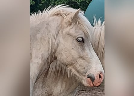 Islandpferd, Wallach, 3 Jahre, 141 cm