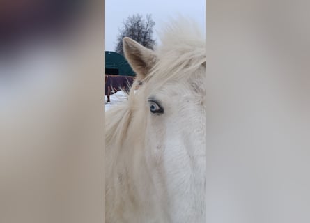 Islandpferd, Wallach, 3 Jahre, 142 cm, Schecke