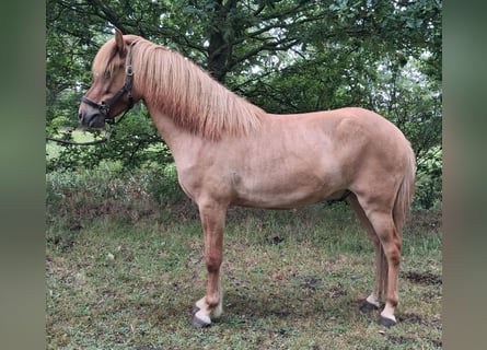 Islandpferd, Wallach, 3 Jahre, 144 cm, Falbe
