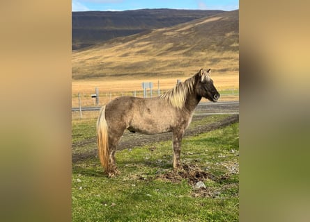 Islandpferd, Wallach, 3 Jahre