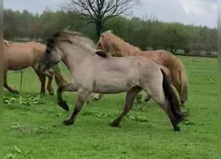 Islandpferd, Wallach, 4 Jahre, 140 cm