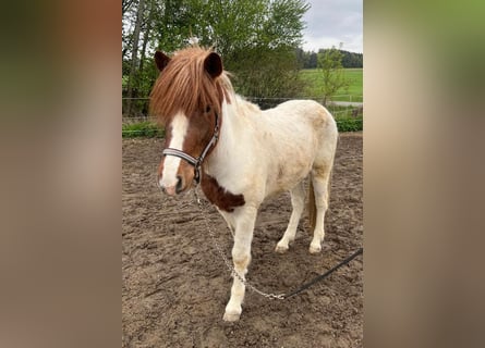 Islandpferd Mix, Wallach, 4 Jahre, 140 cm, Schecke