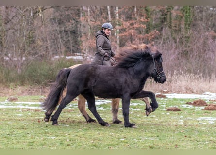 Islandpferd, Wallach, 4 Jahre, 143 cm, Rappe
