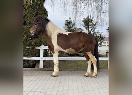 Islandpferd, Wallach, 4 Jahre, 144 cm, Schecke