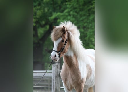 Islandpferd, Wallach, 4 Jahre, 145 cm, Schecke