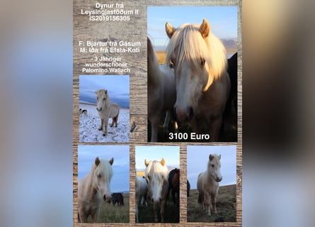 Islandpferd, Wallach, 4 Jahre, Palomino