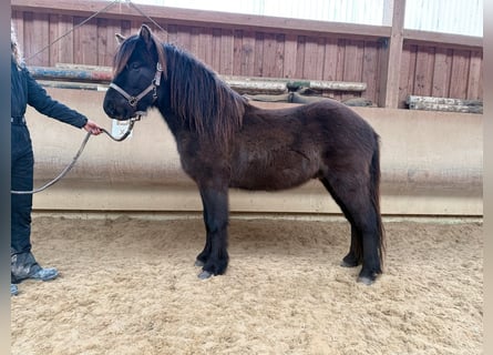 Islandpferd, Wallach, 5 Jahre, 132 cm, Rappe