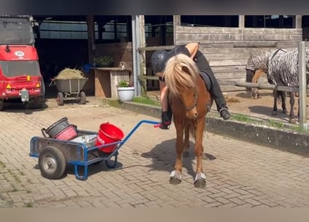 Islandpferd, Wallach, 5 Jahre, 133 cm, Fuchs