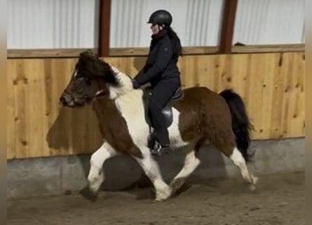 Islandpferd, Wallach, 5 Jahre, 137 cm, Schecke