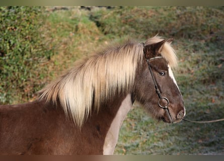 Islandpferd, Wallach, 5 Jahre, 138 cm