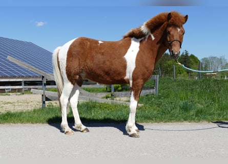 Islandpferd, Wallach, 5 Jahre, 138 cm, Schecke