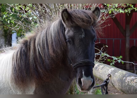 Islandpferd, Wallach, 5 Jahre, 141 cm, Schecke