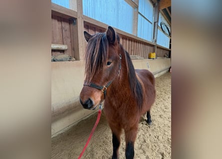 Islandpferd, Wallach, 5 Jahre, 142 cm, Brauner