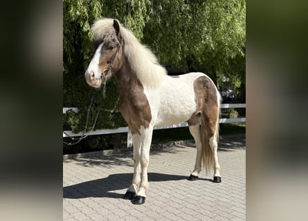 Islandpferd, Wallach, 5 Jahre, 143 cm, Schecke
