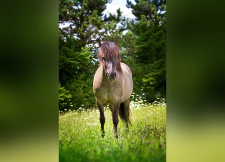 Islandpferd, Wallach, 5 Jahre, 145 cm, Falbe
