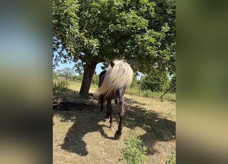 Islandpferd, Wallach, 5 Jahre, 145 cm