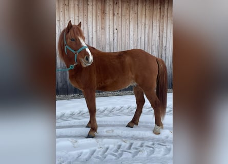 Islandpferd Mix, Wallach, 5 Jahre, 145 cm, Fuchs