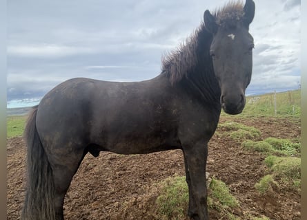Islandpferd, Wallach, 5 Jahre, 147 cm, Brauner