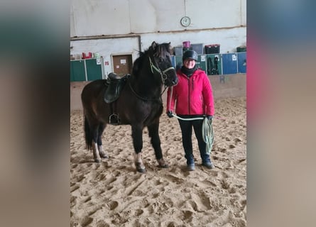 Islandpferd, Wallach, 5 Jahre, 147 cm, Rappe