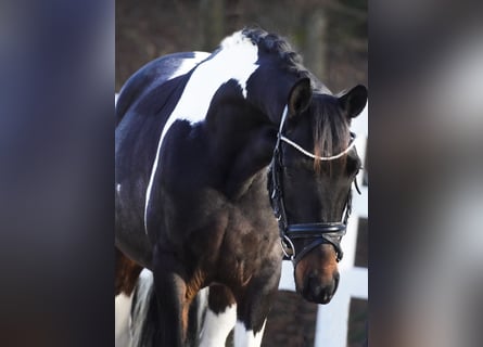 Islandpferd Mix, Wallach, 5 Jahre, 150 cm, Schecke