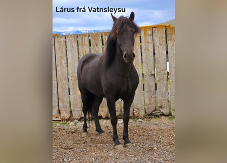 Islandpferd, Wallach, 5 Jahre