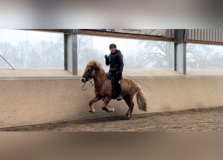 Islandpferd, Wallach, 6 Jahre, 135 cm, Falbe