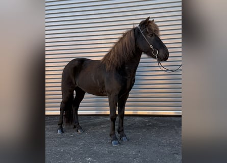Islandpferd, Wallach, 6 Jahre, 137 cm, Rappe