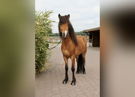 Islandpferd, Wallach, 6 Jahre, 138 cm, Brauner