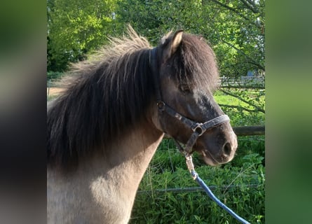 Islandpferd, Wallach, 6 Jahre, 138 cm, Falbe