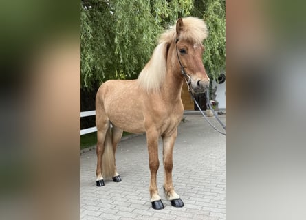 Islandpferd, Wallach, 6 Jahre, 139 cm, Falbe