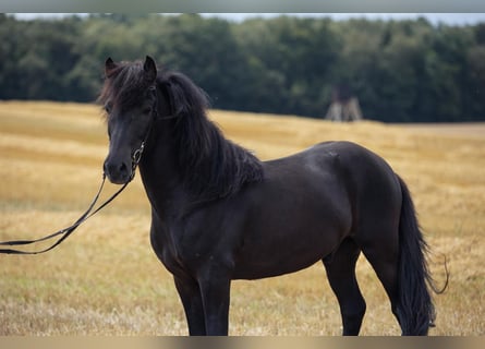 Islandpferd, Wallach, 6 Jahre, 140 cm, Rappe